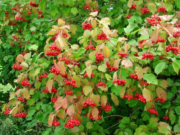 Gemeiner, Gewöhnlicher Schneeball / Viburnum opulus